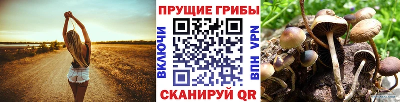 дарнет шоп  Кондрово  Галлюциногенные грибы GOLDEN TEACHER 